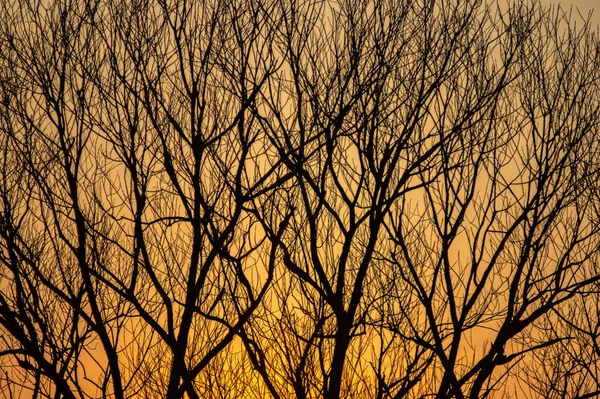 Gün batımı arka planında ağaç dallarının siluetleri — Stok fotoğraf