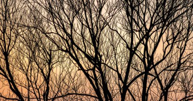 Gün batımı arka planında ağaç dallarının siluetleri