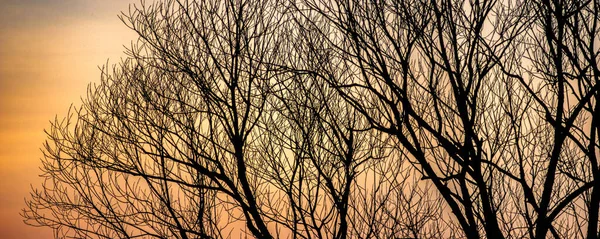 Силуэты ветвей деревьев на фоне заката — стоковое фото