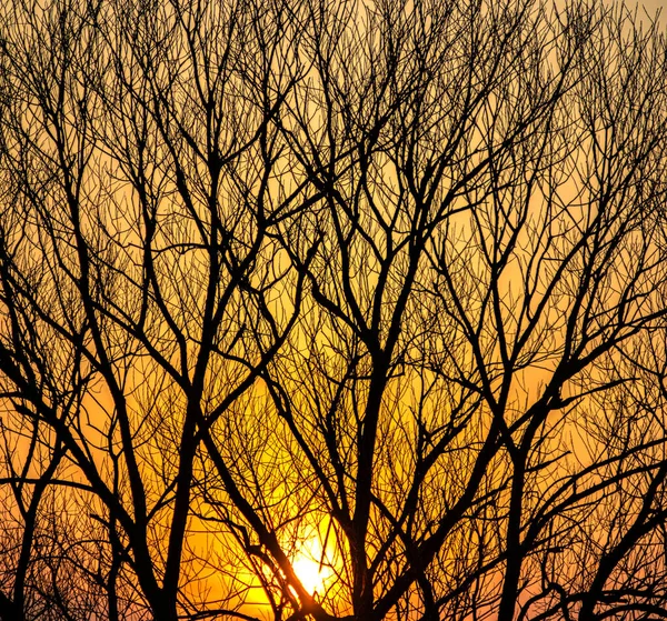 Sylwetki gałęzi drzew na tle zachodu słońca — Zdjęcie stockowe