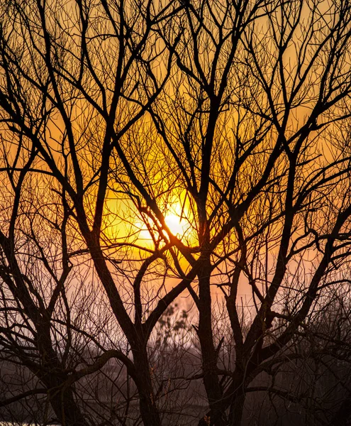 Siluety větví stromů na pozadí západu slunce — Stock fotografie