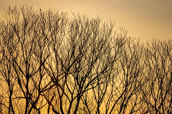 Silhuetas de galhos de árvore em um fundo de pôr do sol — Fotografia de Stock