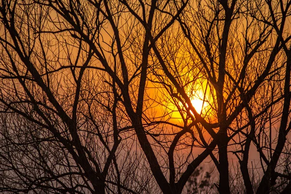 Siluetas de ramas de árboles sobre un fondo al atardecer — Foto de Stock