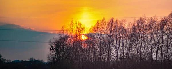 Силуети гілок дерева на фоні заходу сонця — стокове фото