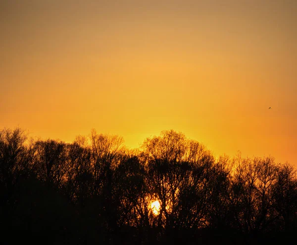 Silhuetas de galhos de árvore em um fundo de pôr do sol — Fotografia de Stock