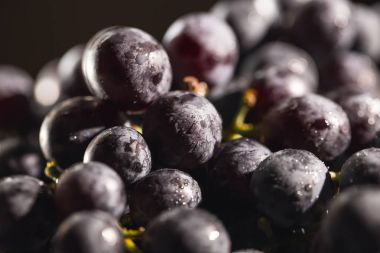 sabah güneşi altında mavi üzüm büyük Karpuzu