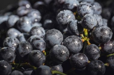 sabah güneşi altında mavi üzüm büyük Karpuzu