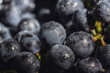 çiy damlaları altında çok büyük meyveleri ile mavi üzüm