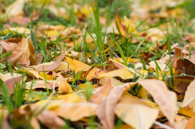 Yere düşen sarı sonbahar yaprakları