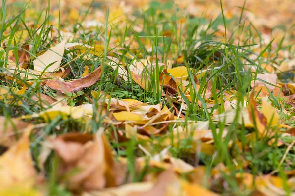 Folhas de outono amarelas caídas no chão — Fotografia de Stock