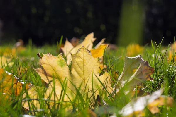 Upadły żółty autumn listowie na ziemi — Zdjęcie stockowe