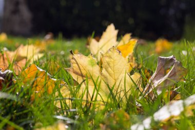 Yere düşen sarı sonbahar yaprakları