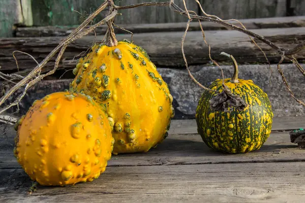 Ainda vida com abóboras de outono em uma velha mesa de madeira — Fotografia de Stock
