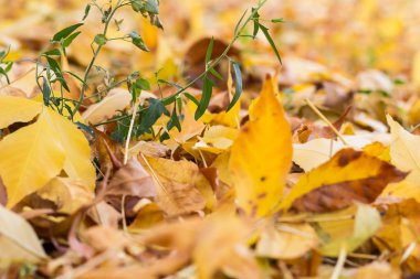 sarı yaprakların doku