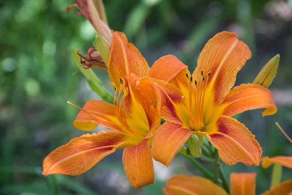 Wilde orangefarbene Tigerlilie — Stockfoto