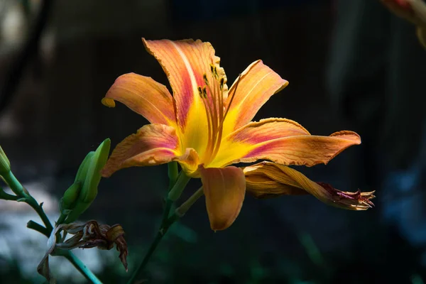 Wild orange tiger lily — Zdjęcie stockowe