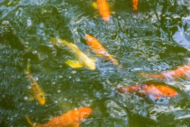 Altın alabalık suyun altında