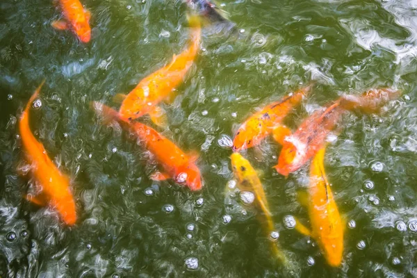 Trucha dorada bajo el agua — Foto de Stock