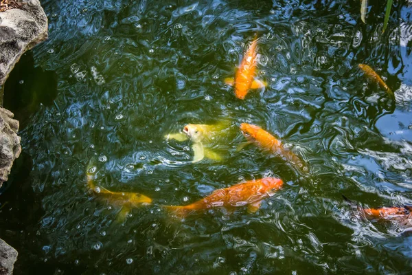 Trucha dorada bajo el agua — Foto de Stock