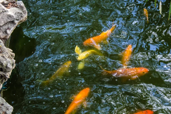 Trucha dorada bajo el agua — Foto de Stock