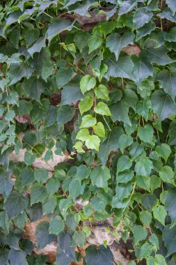 Taş duvar ve yeşil sarmaşık