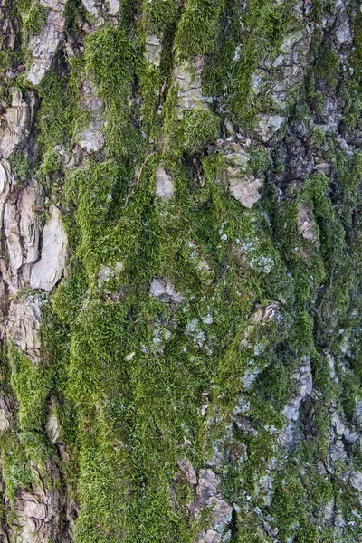 Moss crece pesadamente en la corteza del árbol —  Fotos de Stock