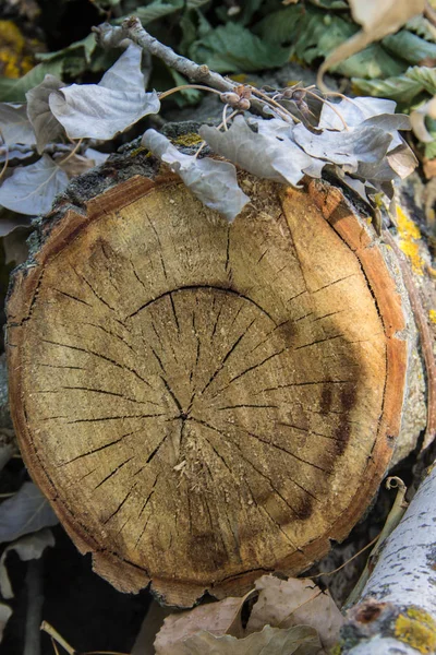 Tree rings old weathered wood texture with the cross section