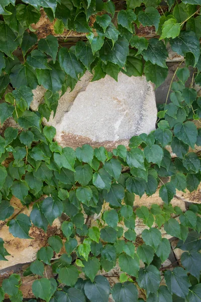 Pared de piedra y hiedra verde —  Fotos de Stock