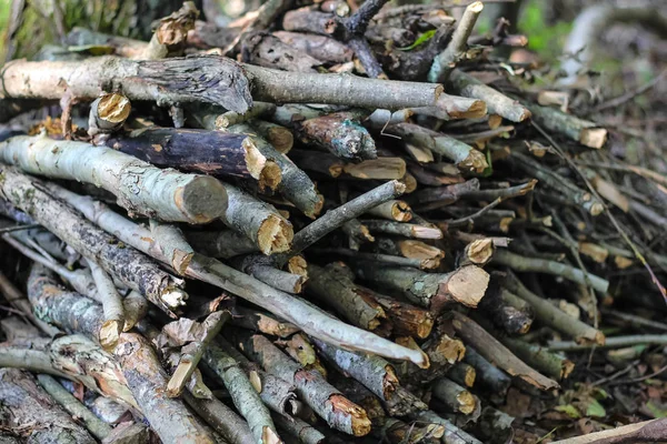 Beech wood in the background. — Stock Photo, Image