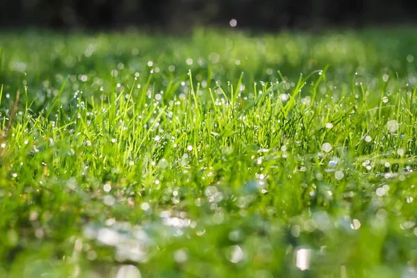 Tautropfen auf frischem grünen Gras — Stockfoto