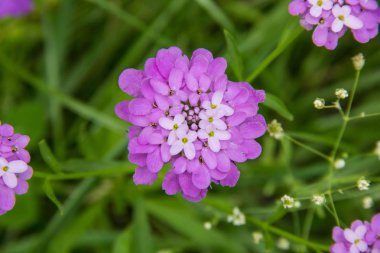 Çiçek Iberis umbellate