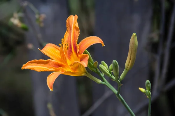 Wilde orangefarbene Tigerlilie — Stockfoto