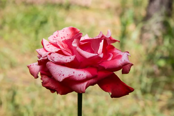 Close-up of pink rose in a garden. — Stock Photo, Image