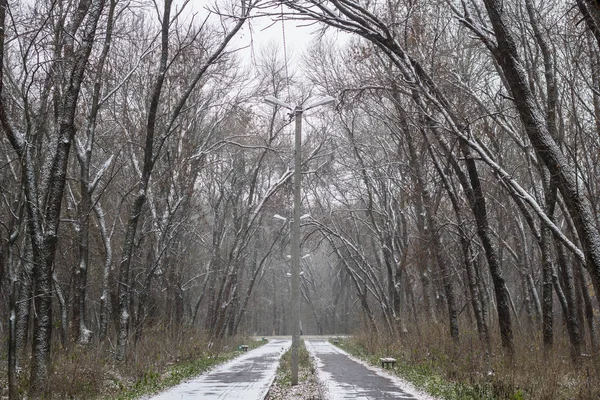 Зимняя аллея между замерзшими деревьями — стоковое фото