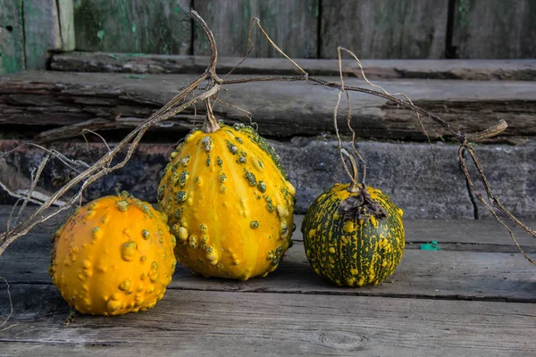Nature morte avec des citrouilles d'automne sur une vieille table en bois — Photo