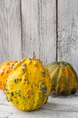 kabaklar ve kış squashes farklı tür