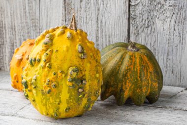 kabaklar ve kış squashes farklı tür