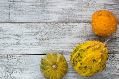 kabaklar ve kış squashes farklı tür