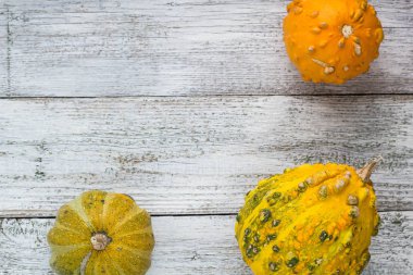 kabaklar ve kış squashes farklı tür