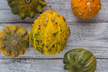 kabaklar ve kış squashes farklı tür