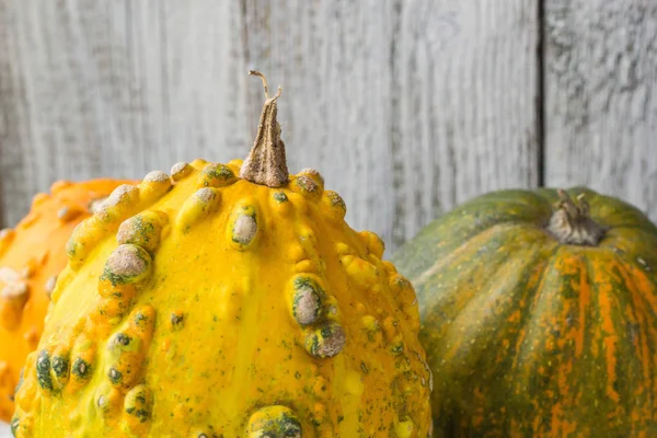 Olika typer av pumpor och vinter squash — Stockfoto