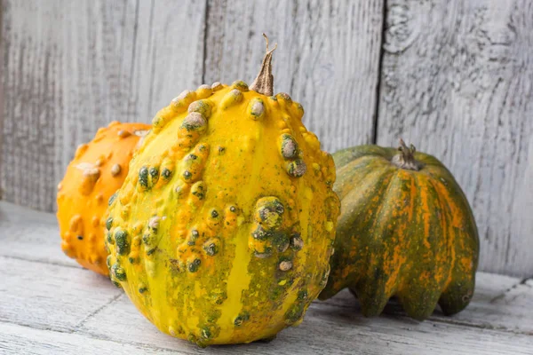 Olika typer av pumpor och vinter squash — Stockfoto