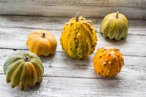 Different kind of pumpkins and winter squashes