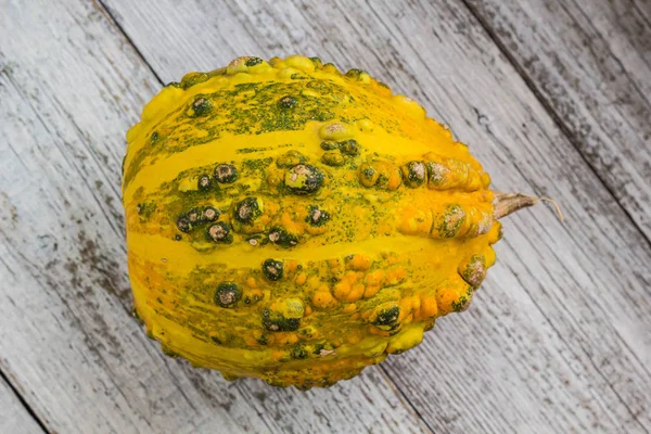 Different kind of pumpkins and winter squashes — Stock Photo, Image