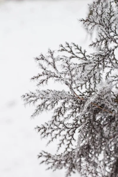 Ág borított hó és a fagy — Stock Fotó
