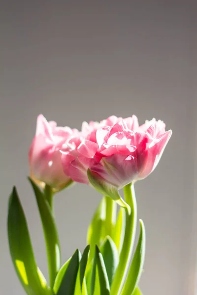 Beau bouquet de tulipes roses sur fond gris — Photo