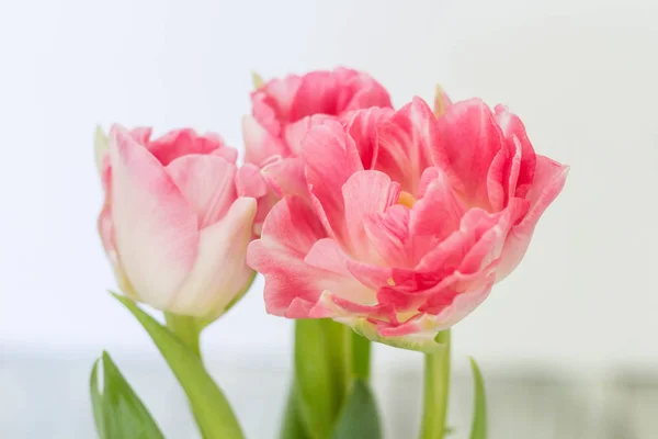 Schöner Strauß rosa Tulpen auf weißem Hintergrund — Stockfoto