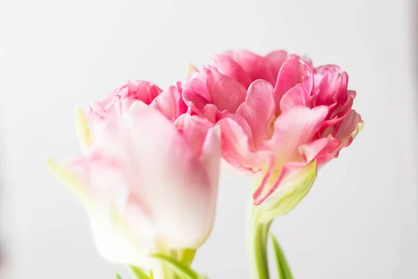 Schöner Strauß rosa Tulpen auf weißem Hintergrund — Stockfoto