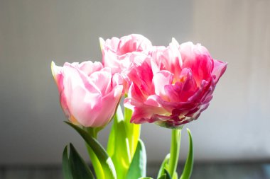 Beyaz arka planda pembe laleler.