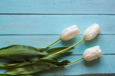 Turkuaz üzerinde taze beyaz laleler plakalar boyalı